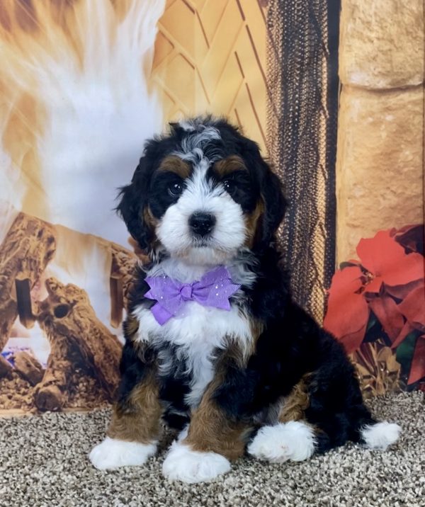 Ms. Hailey the Mini-Bernedoodle