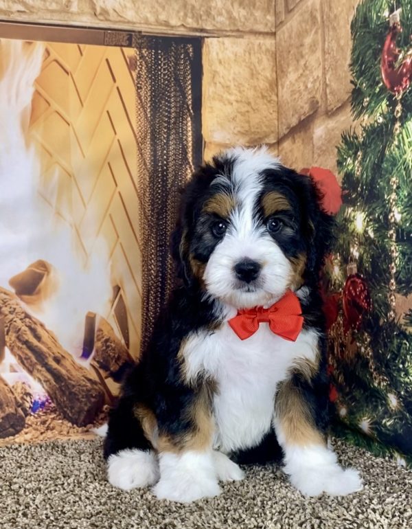 Mr. Hector the Mini-Bernedoodle