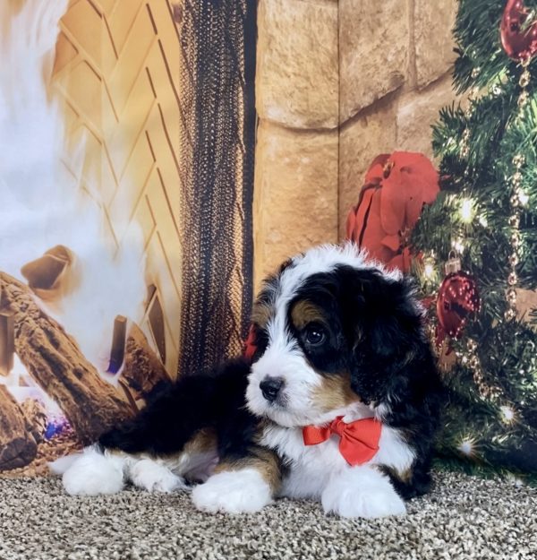 Mr. Hector the Mini-Bernedoodle - Image 6