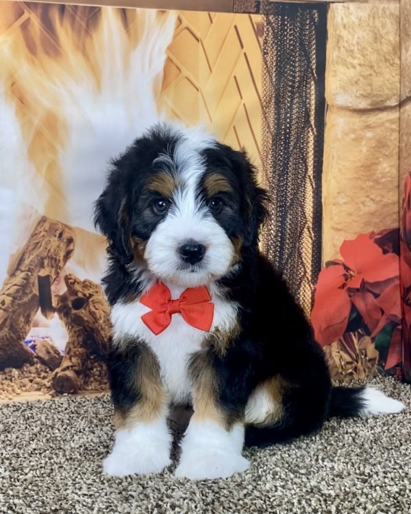 Mr. Hector the Mini-Bernedoodle - Image 3