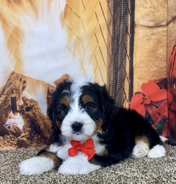 Mr. Hector the Mini-Bernedoodle - Image 2