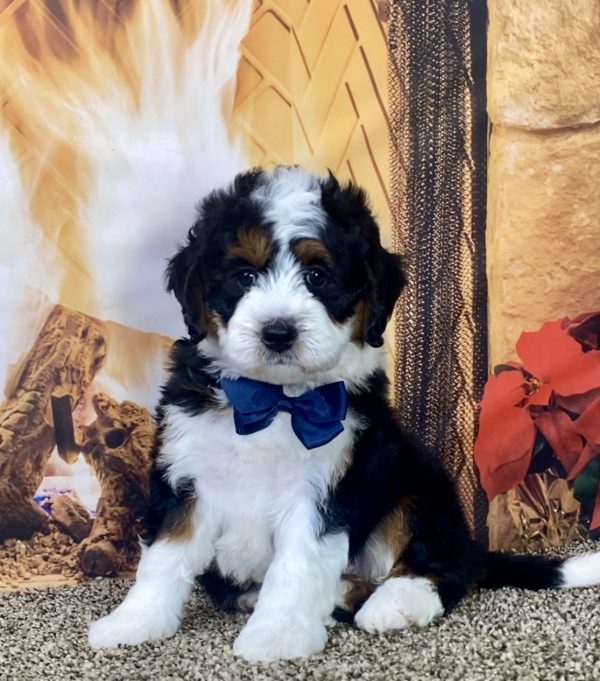 Mr. Hudson the Mini-Bernedoodle