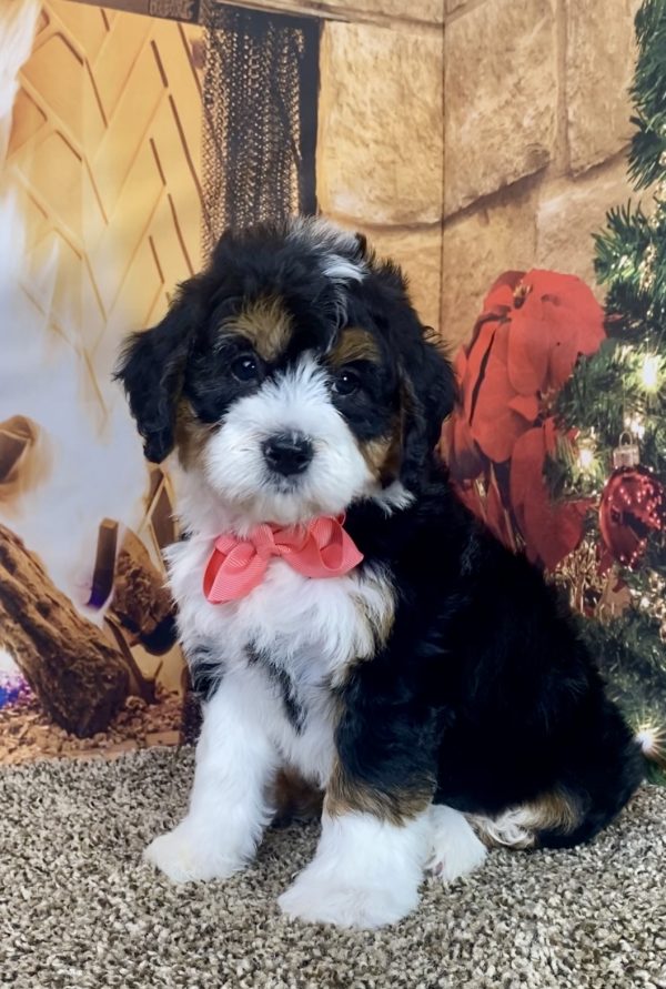 Ms. Holly the Mini-Bernedoodle