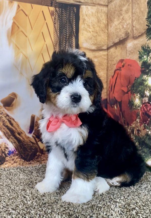 Ms. Holly the Mini-Bernedoodle - Image 6