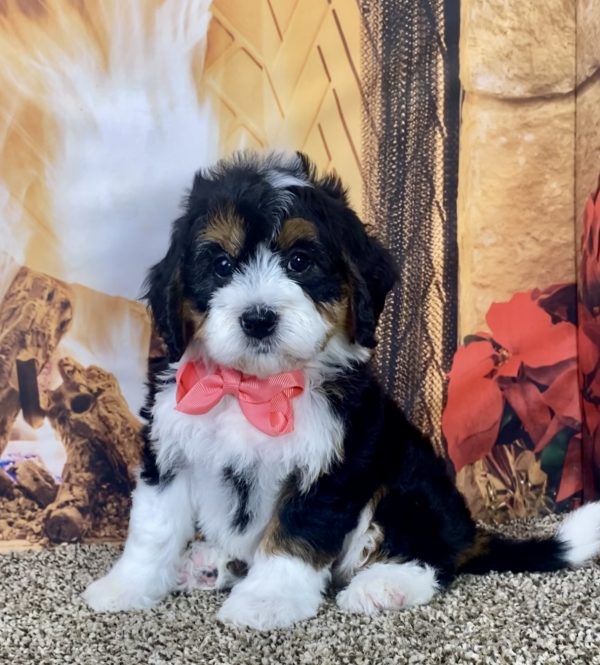 Ms. Holly the Mini-Bernedoodle - Image 4