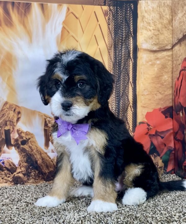 Ms. Julia the Mini-Bernedoodle