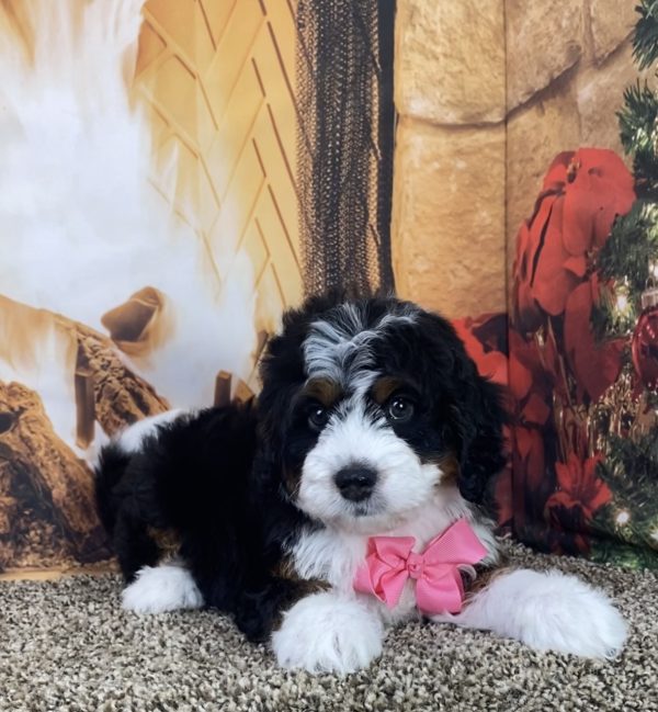 Ms. Lora the Mini-Bernedoodle - Image 2