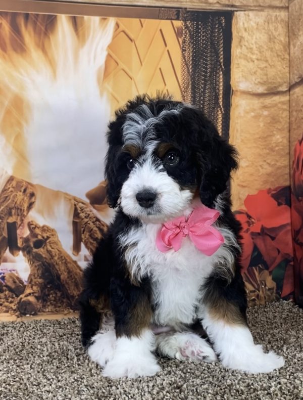 Ms. Lora the Mini-Bernedoodle - Image 7