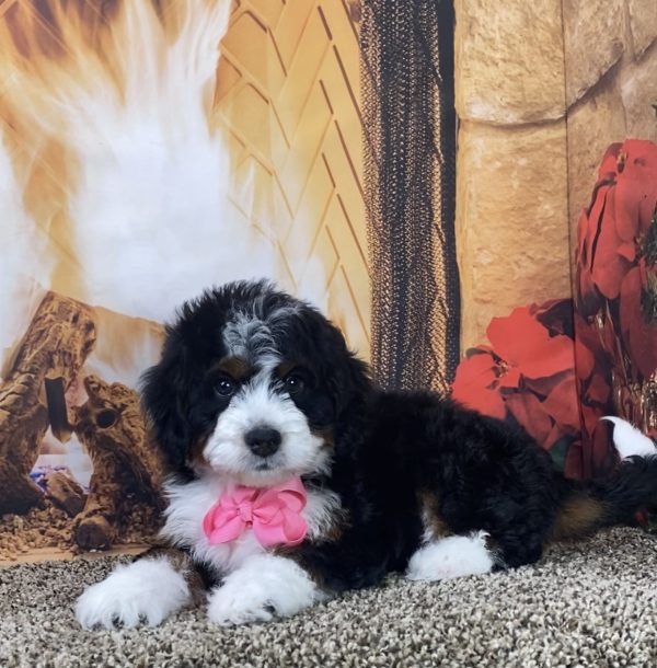 Ms. Lora the Mini-Bernedoodle - Image 6