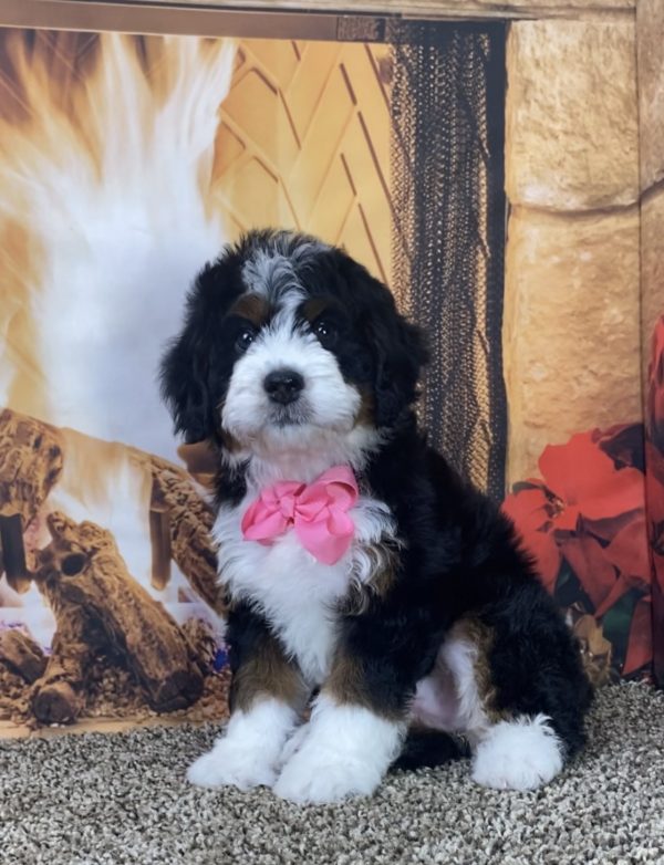 Ms. Lora the Mini-Bernedoodle