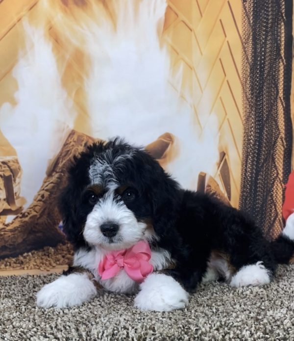 Ms. Lora the Mini-Bernedoodle - Image 4