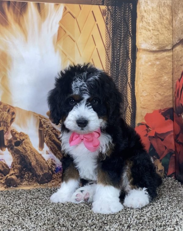 Ms. Lora the Mini-Bernedoodle - Image 3