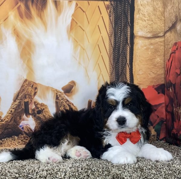 Mr. Les the Mini-Bernedoodle - Image 6