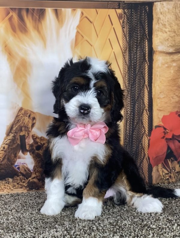 Ms. Hazel the Mini-Bernedoodle