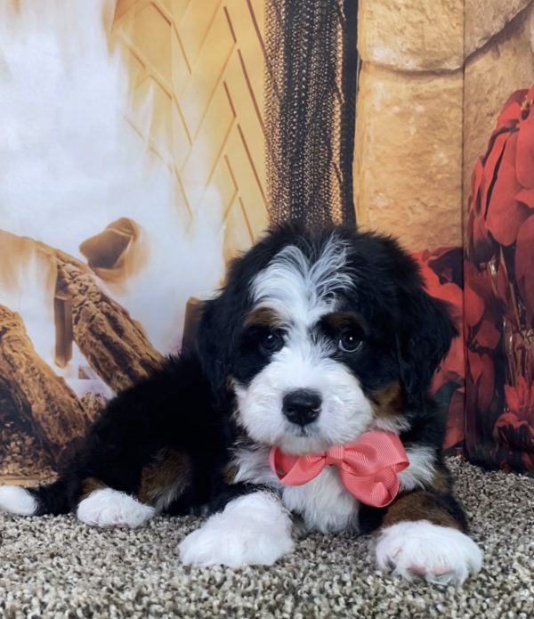 Ms. Lisa the Mini-Bernedoodle - Image 2