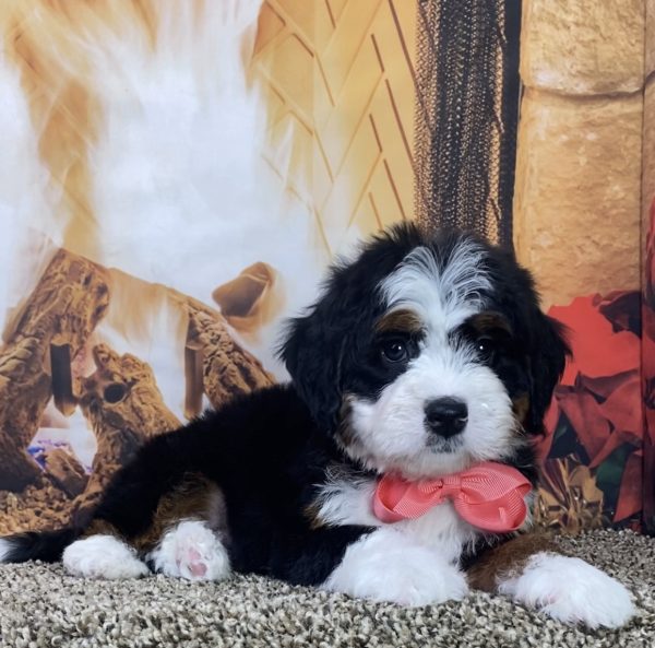 Ms. Lisa the Mini-Bernedoodle - Image 3