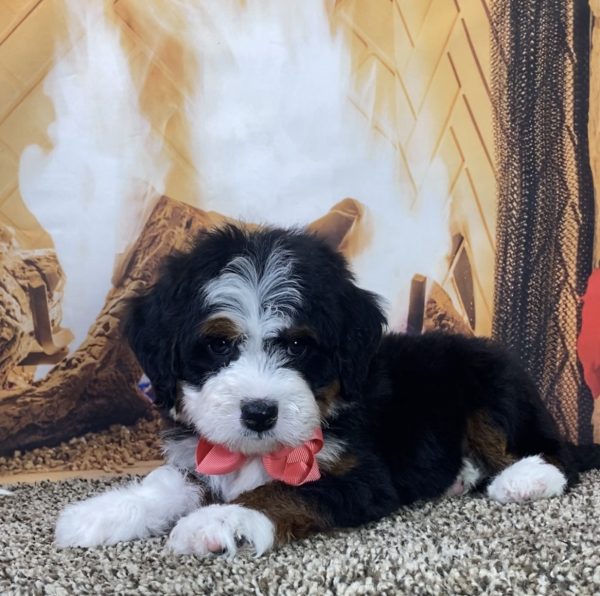 Ms. Lisa the Mini-Bernedoodle - Image 5