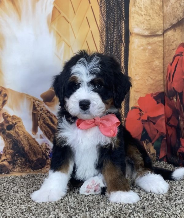 Ms. Lisa the Mini-Bernedoodle