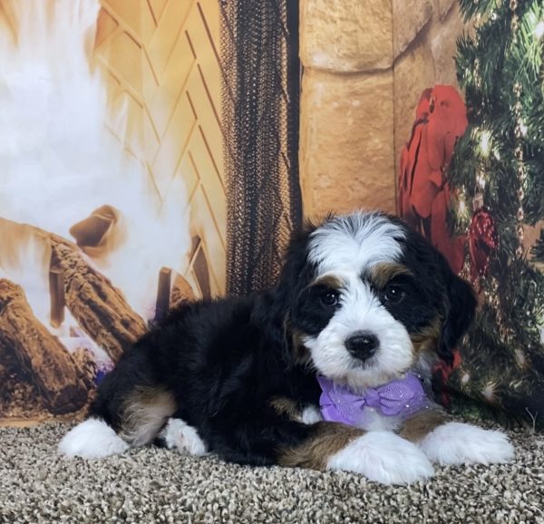 Ms. Luna the Mini-Bernedoodle - Image 2