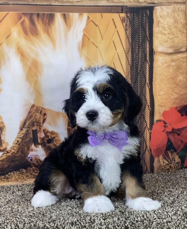 Ms. Luna the Mini-Bernedoodle