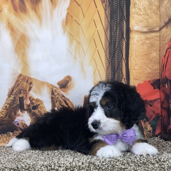 Ms. Lulu the Mini-Bernedoodle - Image 2