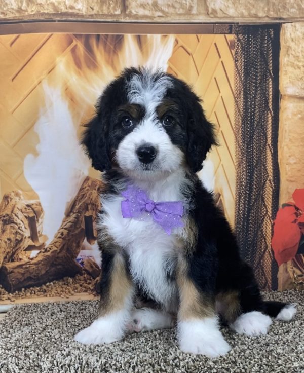 Ms. Lulu the Mini-Bernedoodle