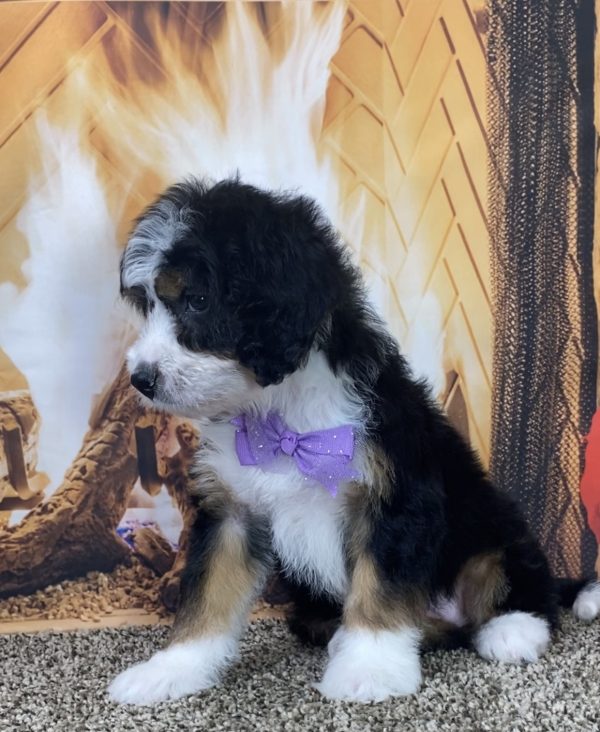 Ms. Lulu the Mini-Bernedoodle - Image 4