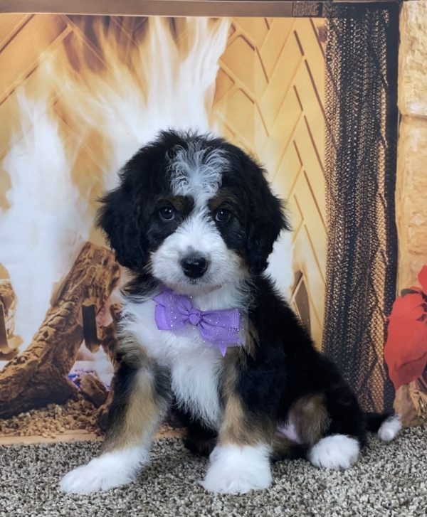 Ms. Lulu the Mini-Bernedoodle - Image 5