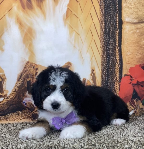 Ms. Lulu the Mini-Bernedoodle - Image 6