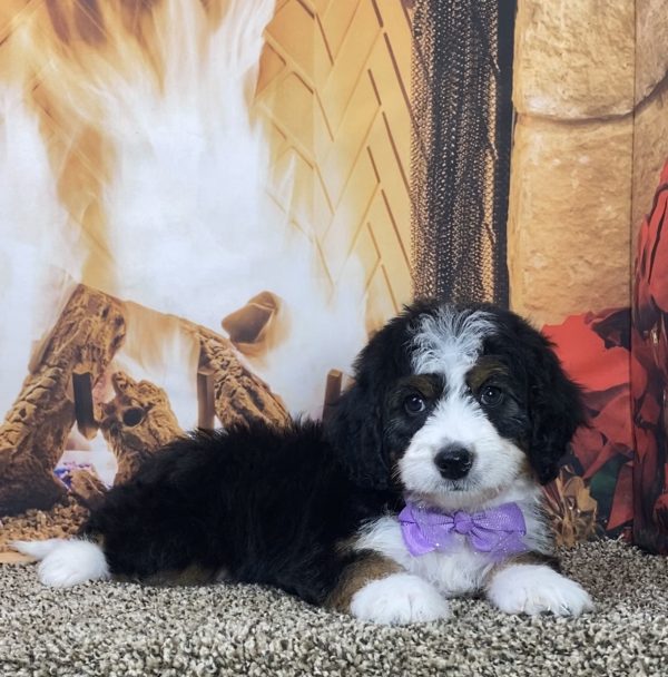 Ms. Lulu the Mini-Bernedoodle - Image 7