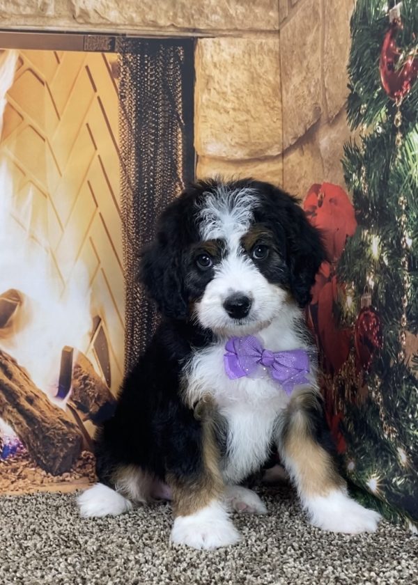 Ms. Lulu the Mini-Bernedoodle - Image 8