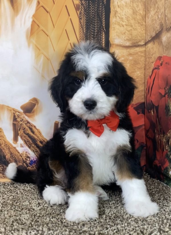 Mr. London the Mini-Bernedoodle