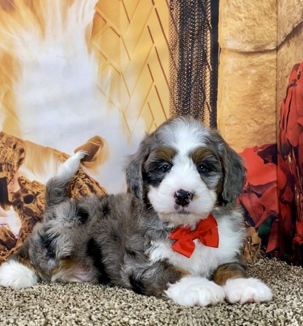 Mr. Gus the Mini-Bernedoodle - Image 4