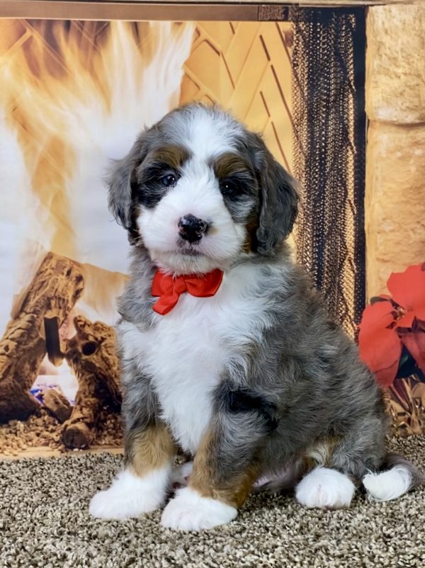 Mr. Gus the Mini-Bernedoodle