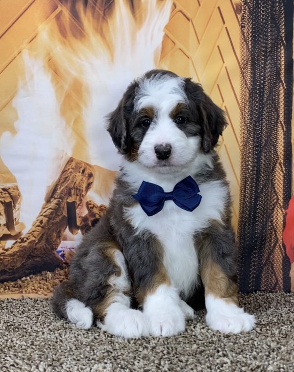 Mr. Gabe the Mini-Bernedoodle