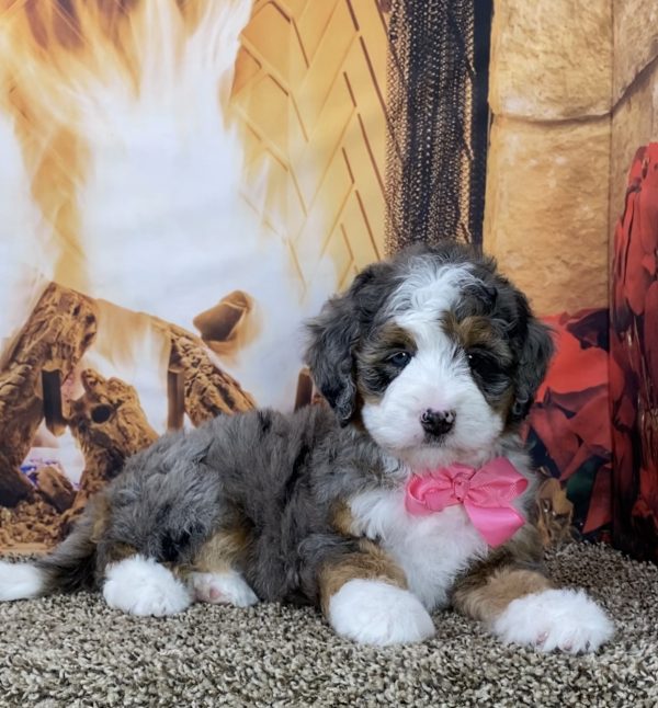 Ms. Grace the Mini-Bernedoodle - Image 6