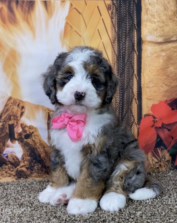 Ms. Grace the Mini-Bernedoodle