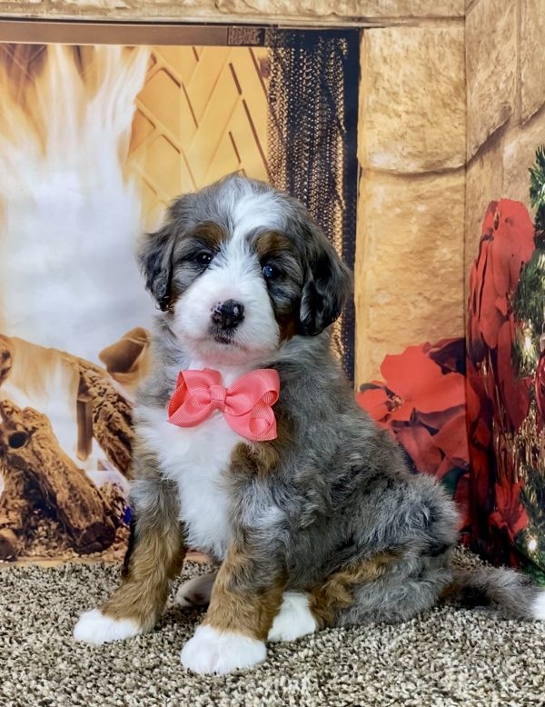 Ms. Gloria the Mini-Bernedoodle