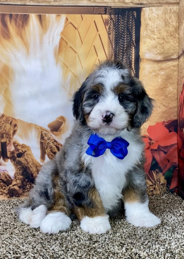 Mr. Glen the Mini-Bernedoodle