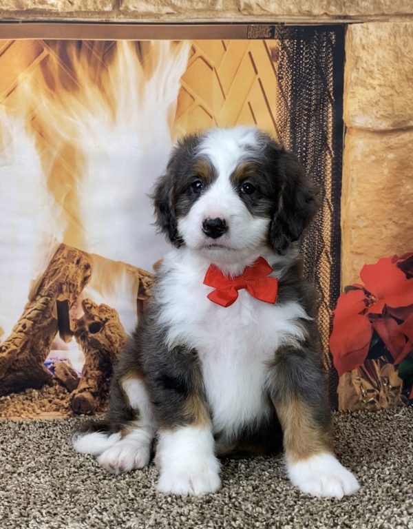 Mr. George the Mini-Bernedoodle - Image 5