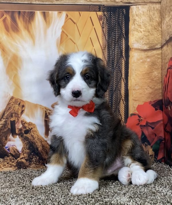 Mr. George the Mini-Bernedoodle