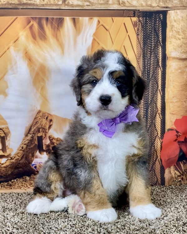 Ms. Gina the Mini-Bernedoodle