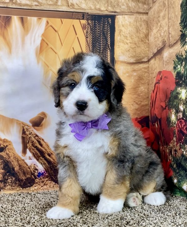 Mini Bernedoodle Puppy Sitting In Front Of A Fireplace