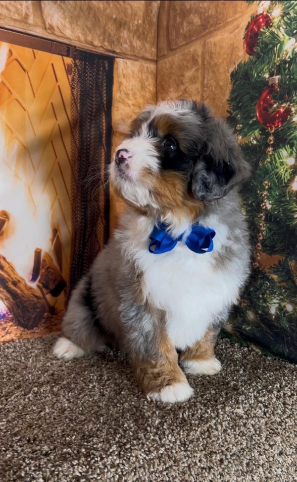 Mr. Ivo the Mini-Bernedoodle - Image 10