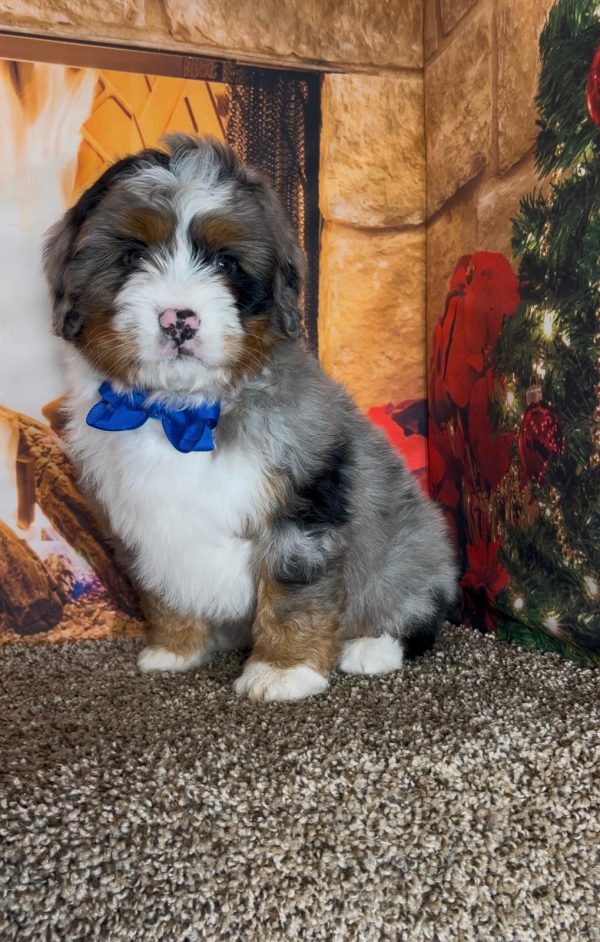 Mr. Ivo the Mini-Bernedoodle - Image 8