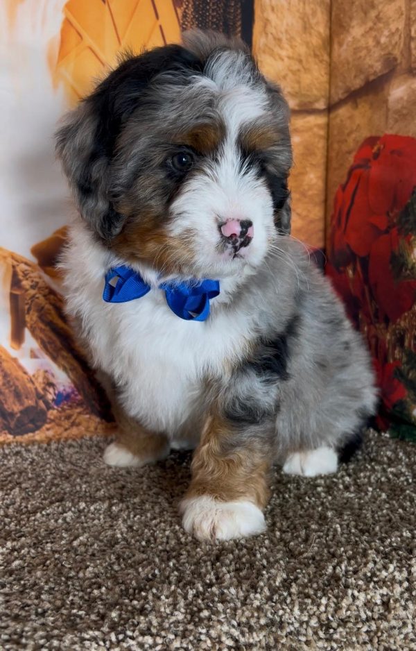 Mr. Ivo the Mini-Bernedoodle