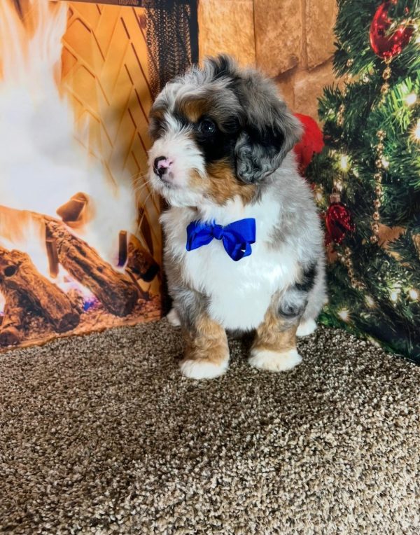 Mr. Ivo the Mini-Bernedoodle - Image 2