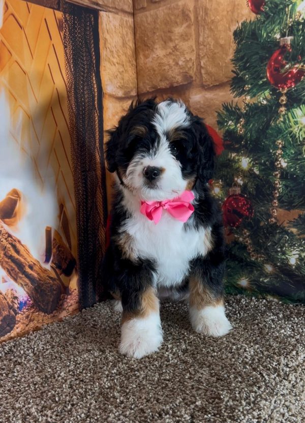 Ms. Irene the Mini-Bernedoodle - Image 8