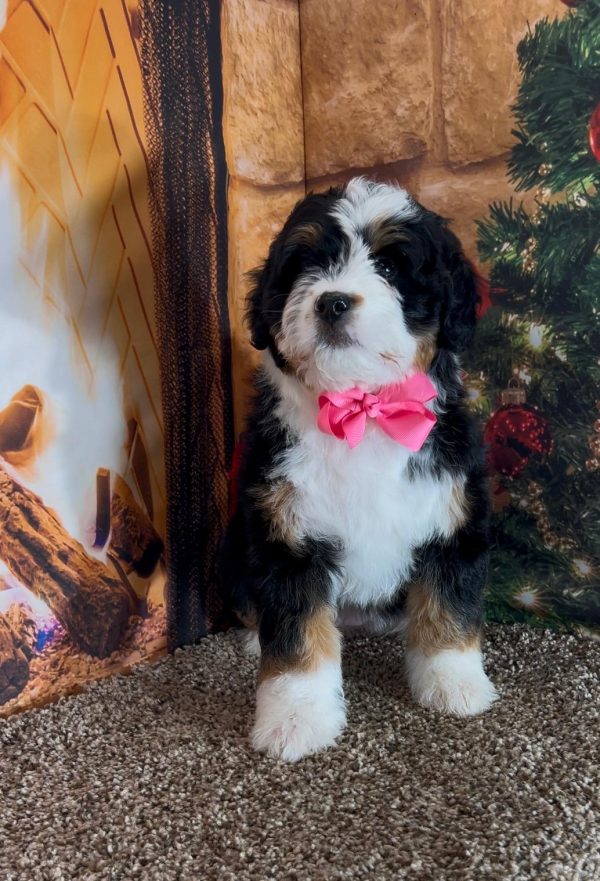 Ms. Irene the Mini-Bernedoodle