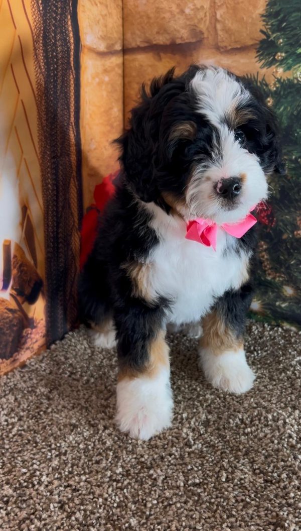 Ms. Irene the Mini-Bernedoodle - Image 2